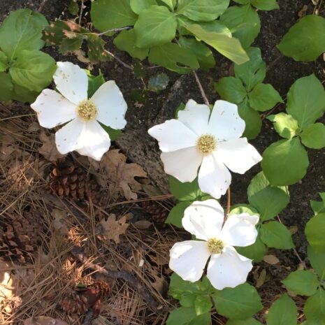 Cornus nuttallii (1)