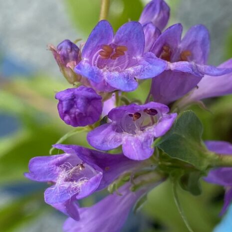 Penstemon rydbergii (5)