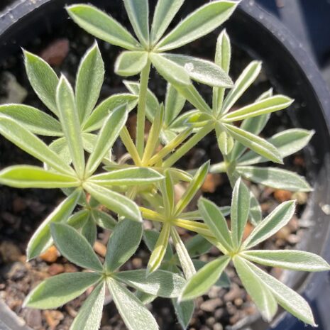 Lupinus grayi