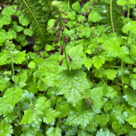 Tolmiea menziesii