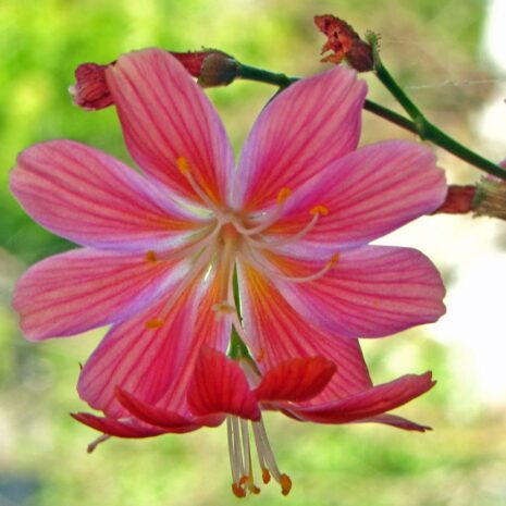 Lewisia cotyledon - Cotyledon Lewisia (2)