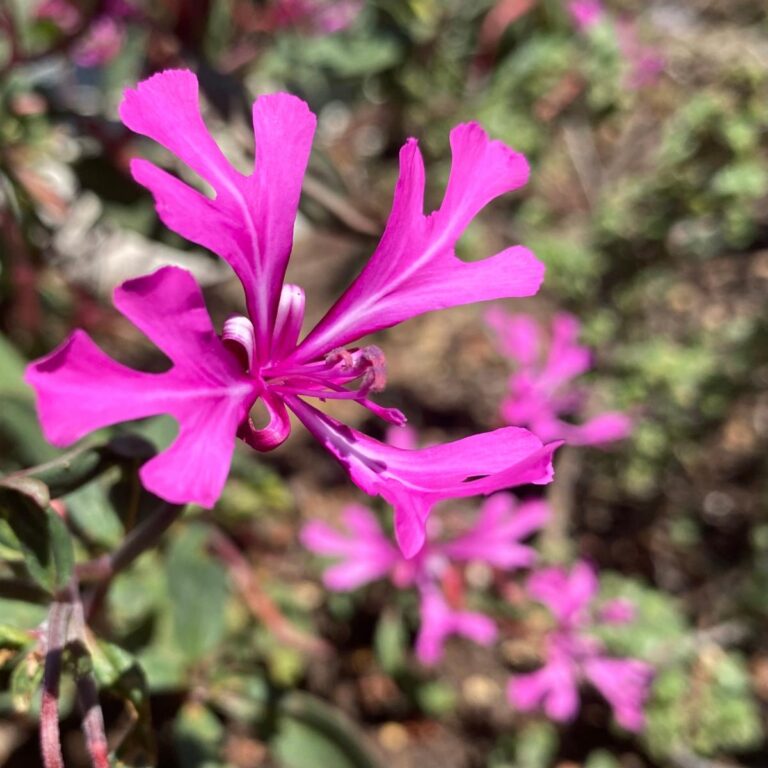 The Wonder of Wildflowers