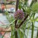 Eryngium aristulatum (1)