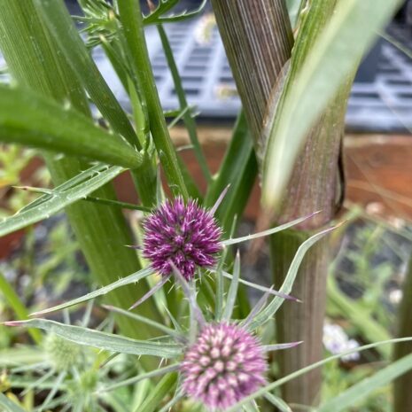 Eryngium aristulatum (2)