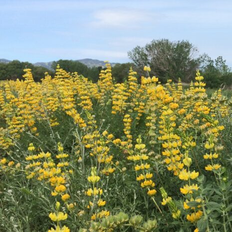 Thermopsis chilensis