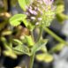 Trifolium microcephalum