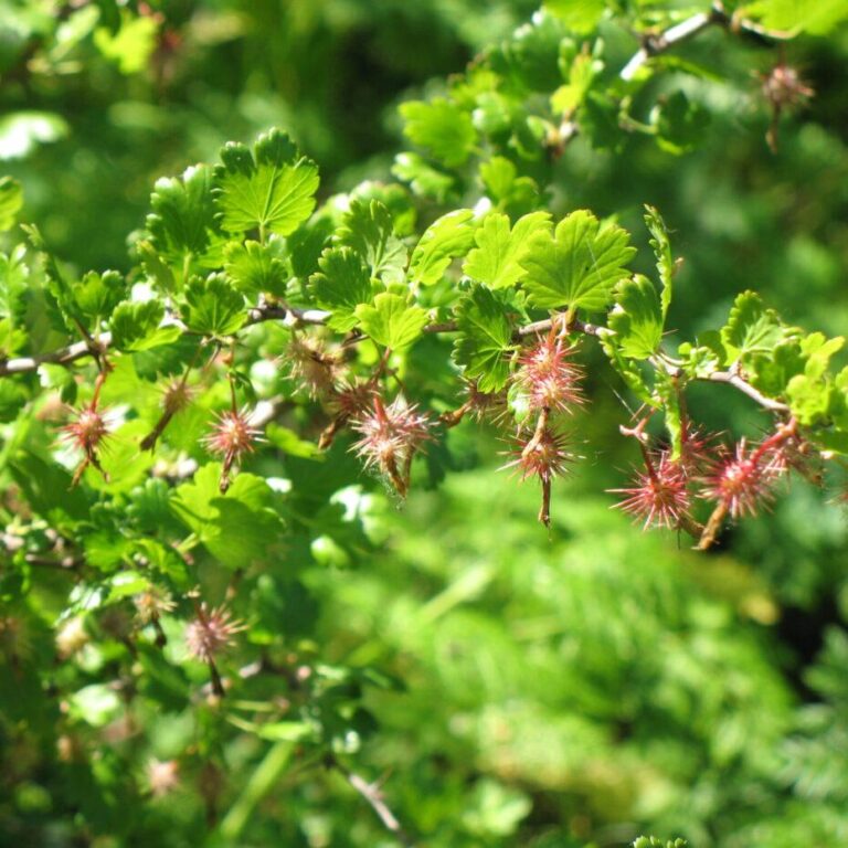 Planting, Pruning, and Preserving habitat value this fall