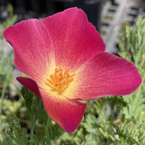 Eschscholzia californica Carmine King 1