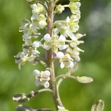 Lepidium virginicum 2