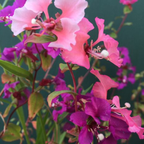 Clarkia unguiculata (3)