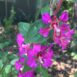 Clarkia unguiculata - Copy (3)