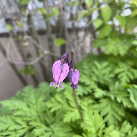 Dicentra formosa_KEO