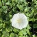 Calystegia purpurata ssp. saxicola copy