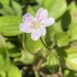 Claytonia sibirica 1