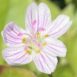 Claytonia sibirica 3