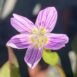 Claytonia sibirica 6