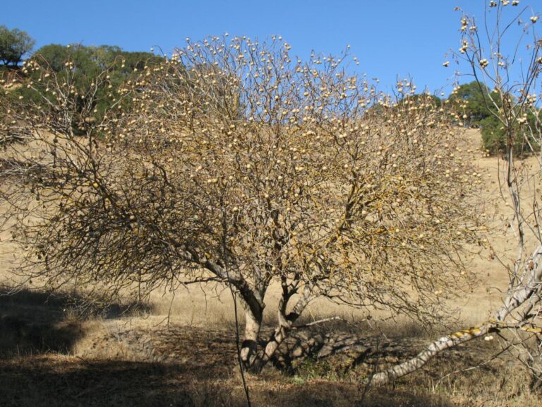 Deciduous in December