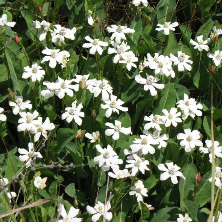 Ohlone ethnobotanical uses of California native plants