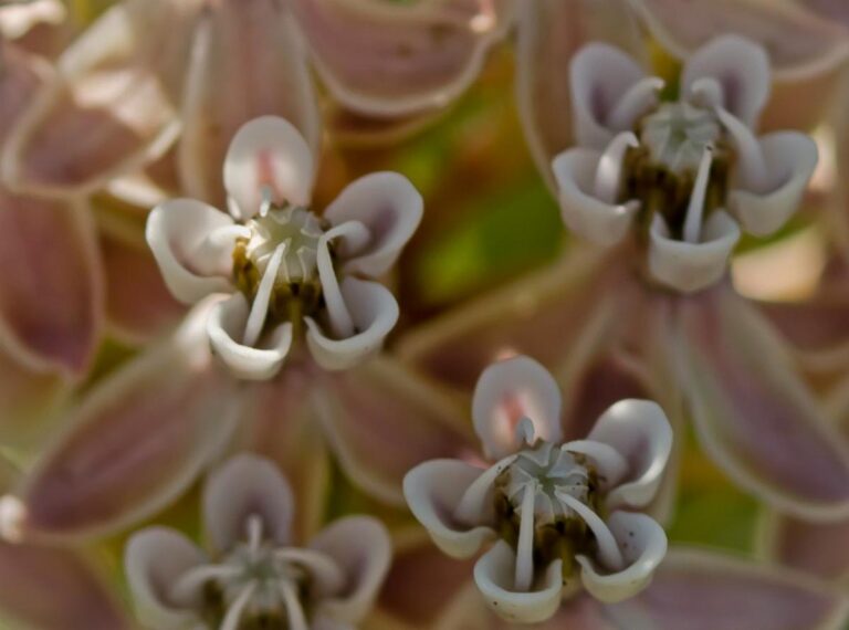 Monarchs, Milkweed, and the first ever Bay Area Butterfly Festival