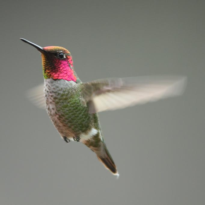 Ribes are red, Violets are blue, these Valentine’s flowers benefit hummingbirds too! <3