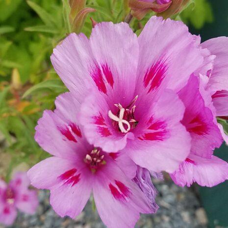 Annuals abound!