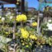 'Ella Nelson's Yellow' buckwheat