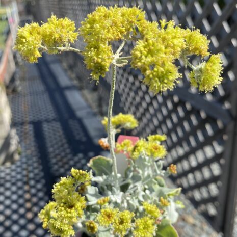 Eriogonum crocatum 1