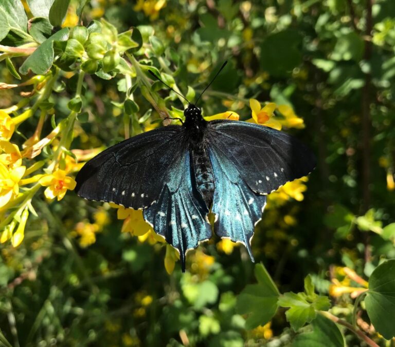 Swallowtail Soiree