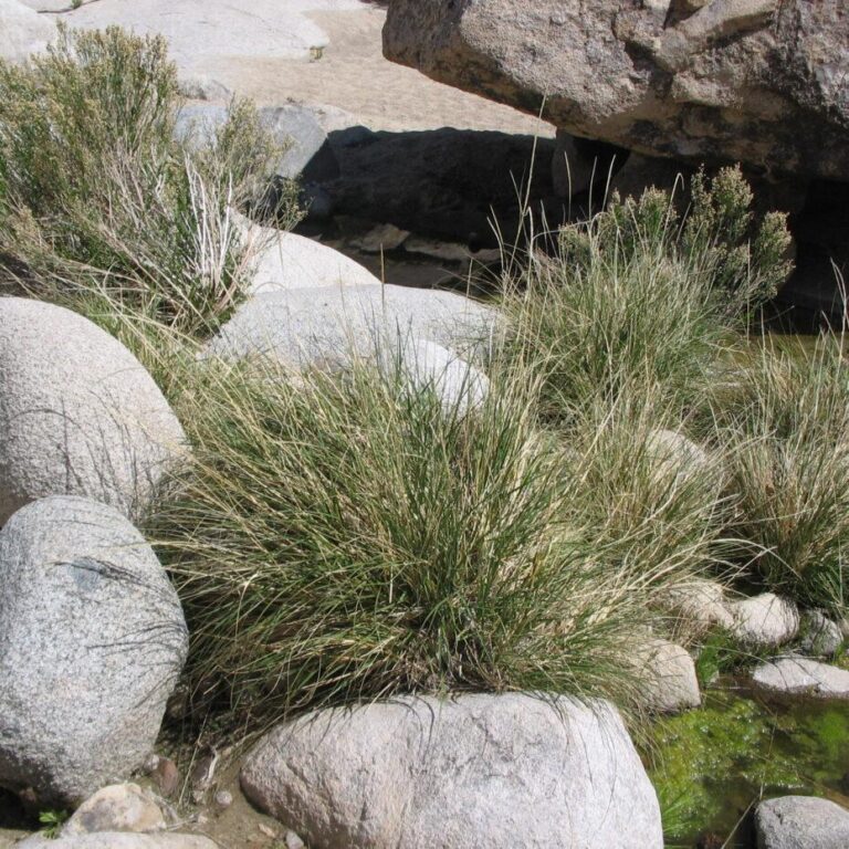 California Native Grasses