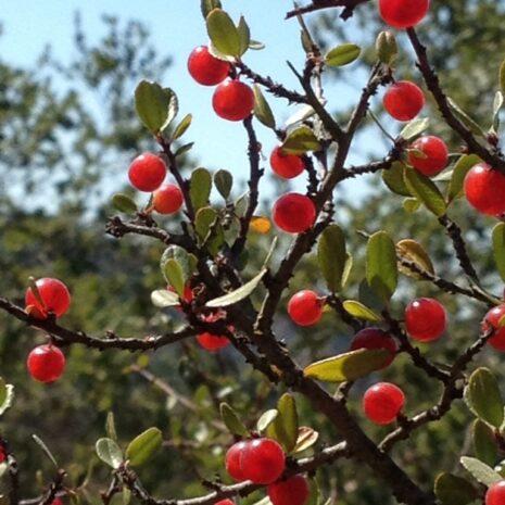 Creating a bird-friendly garden