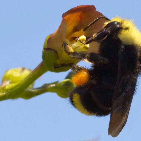 California native bees and the plants that support them