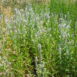 Stachys albens 371 (1)