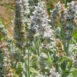 Stachys albens 371 (2)