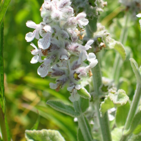 Stachys albens 371