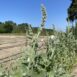 Stachys albens