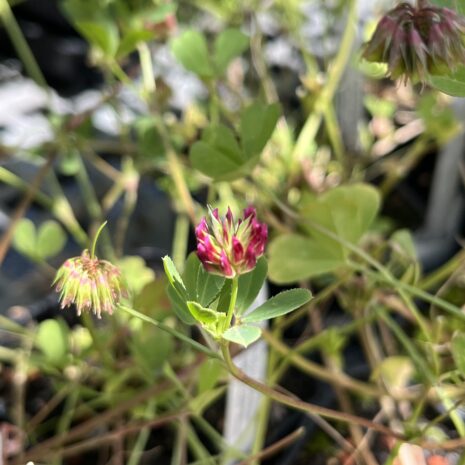 Trifolium gracilentum