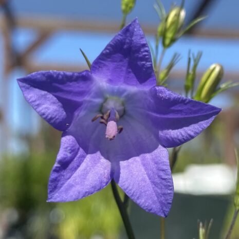 Campanula rotundifolia 1