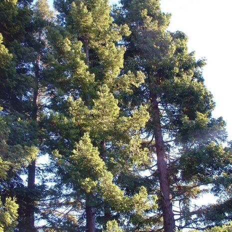 Arbor Day & important California native trees for a changing climate