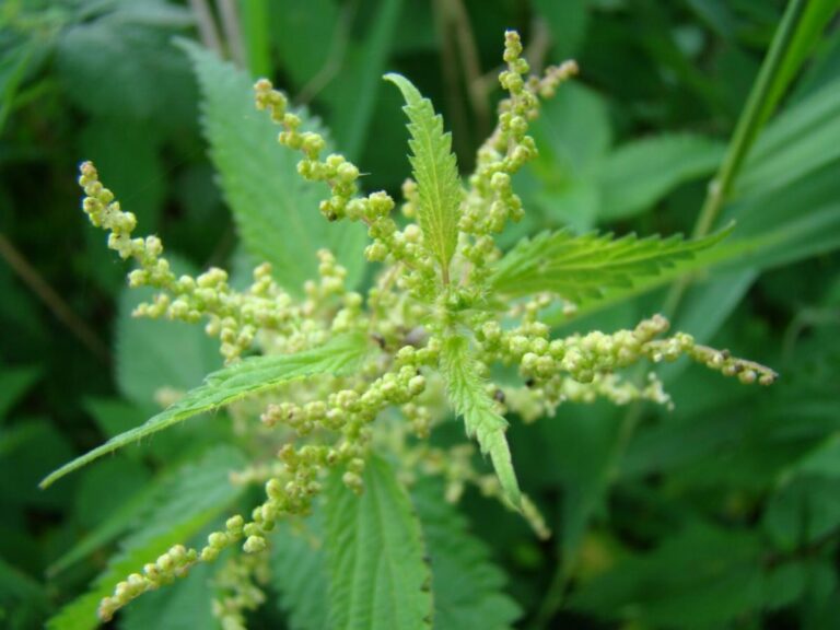 Medicinal uses of California native plants for a healthy start to the new year!