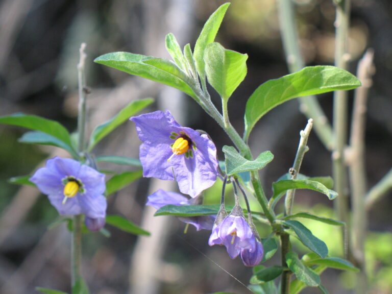 Summer of Sonication: A Buzz Pollination Bash!