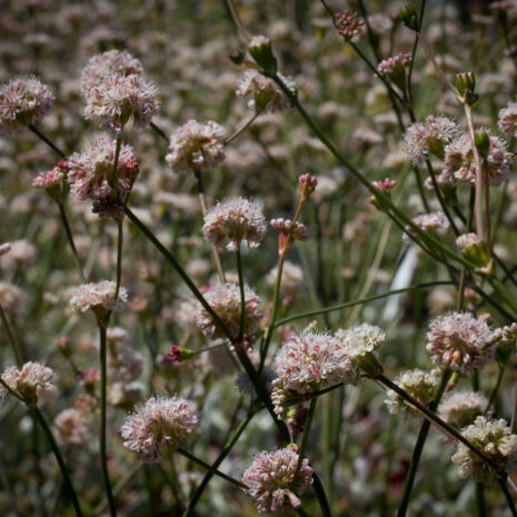 Cultivating Fire-Smart Landscapes with California Native Plants