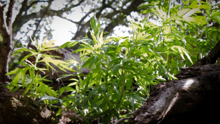 Native American Heritage Month & the Ethnobotany of California Native Plants