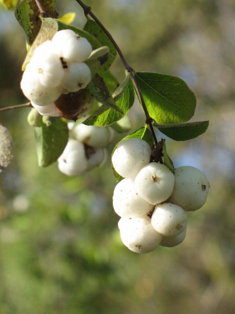 Fall garden preparation with California native plants