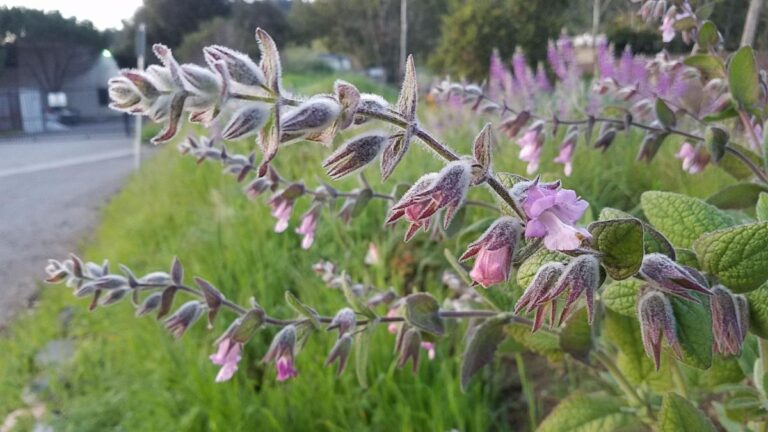 Stimulate your senses with a California native sensory garden!