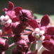 Asclepias cordifolia napa close