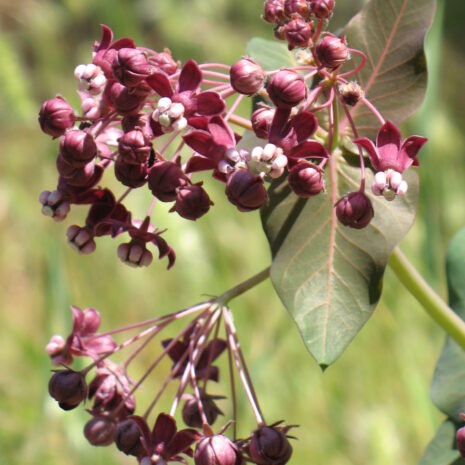 Asclepias cordifolia