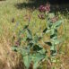 Asclepias cordifolia napa